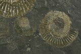 Fossil Ammonite Cluster - Posidonia Shale, Germany #350859-2